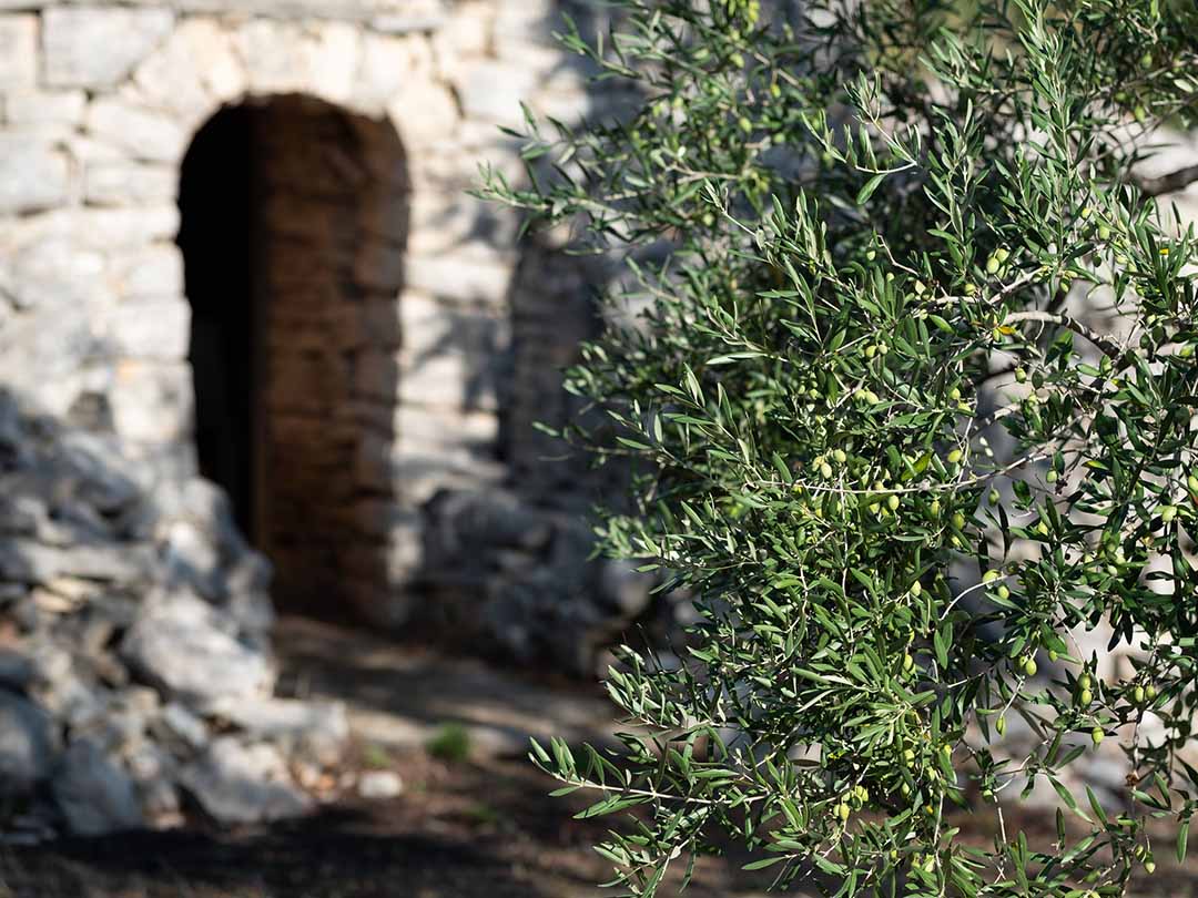 Foto trullo con albero di olive