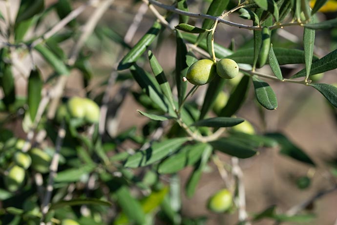 Olive Trees