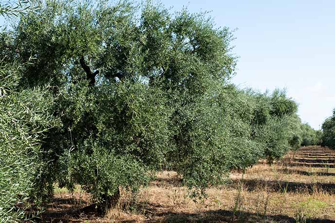 Olive Trees
