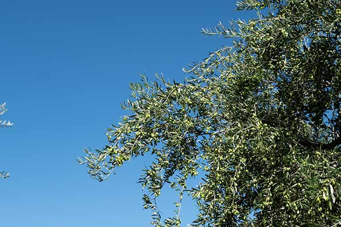 Olive Trees