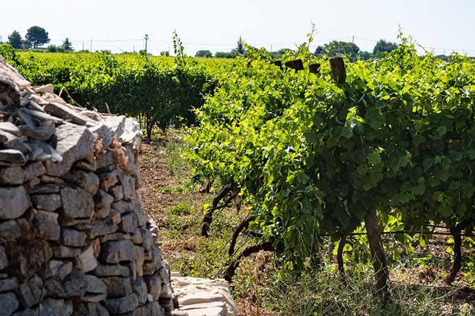 Vineyard with trullo view