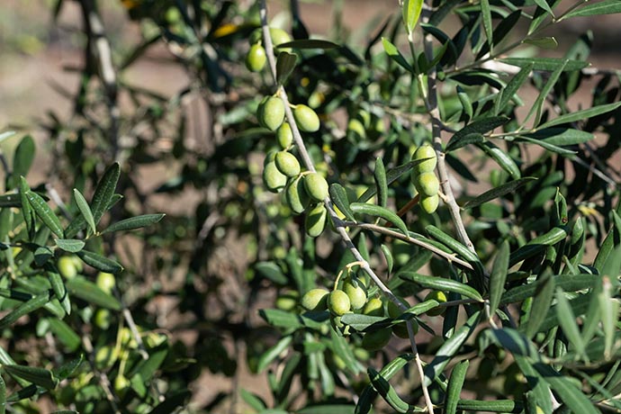 Olive Tree